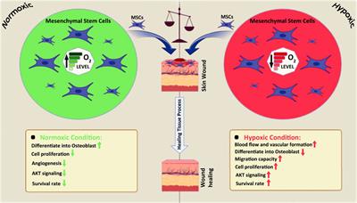 Regenerative potential of mesenchymal stromal cells in wound healing: unveiling the influence of normoxic and hypoxic environments